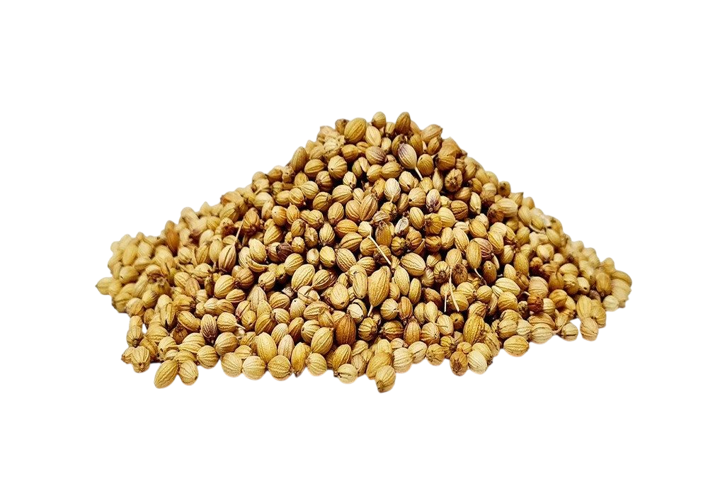 Coriander Exporter India